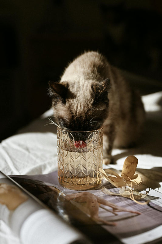 Why Cats Need Clean Water: The Benefits of Cat Water Fountains